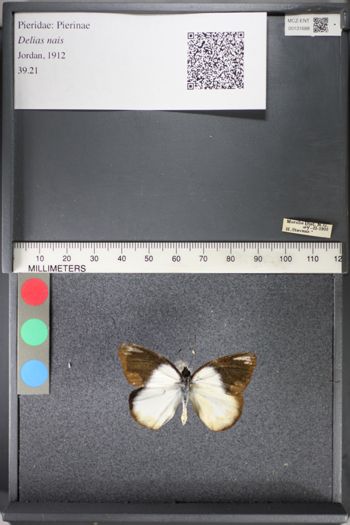 Media type: image;   Entomology 131688